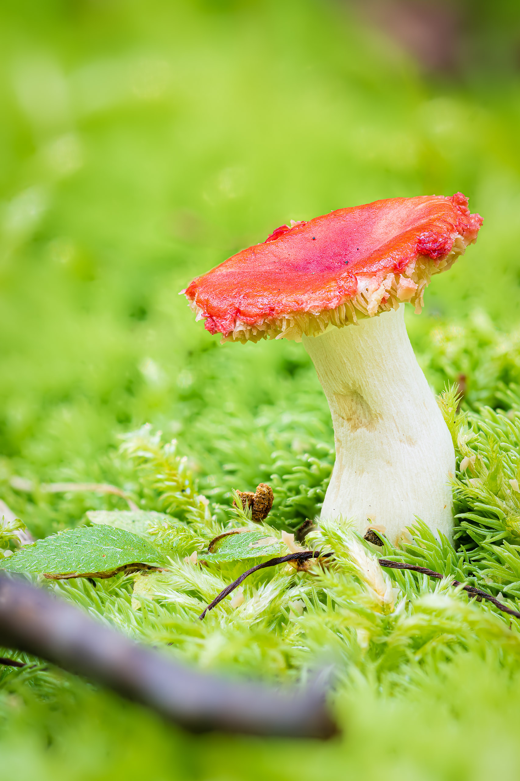 2021 09 22 00 21 50 (A,Radius8,Smoothing4) Edit